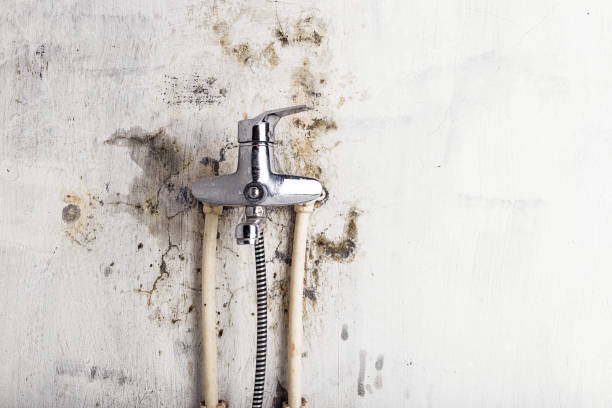 Best White Mold Remediation in Remgton, IN