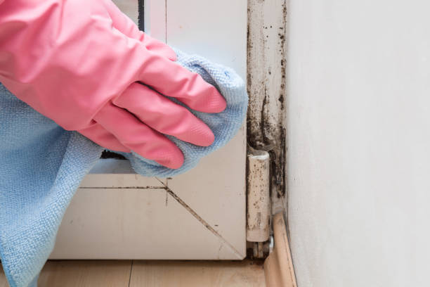 Best Bathroom Mold Remediation in Remgton, IN